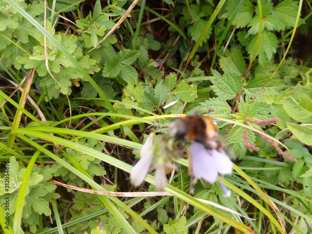 Obraz premium butterfly on grass