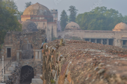 A bunch of pigeons siting at the corner of fort, monument at hauz khas memorial from the side of the lawn at winter foggy morning.