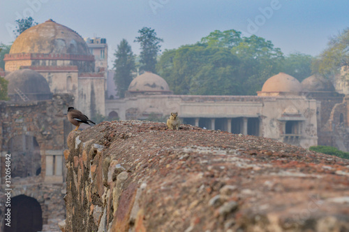 A bunch of pigeons siting at the corner of fort, monument at hauz khas memorial from the side of the lawn at winter foggy morning.