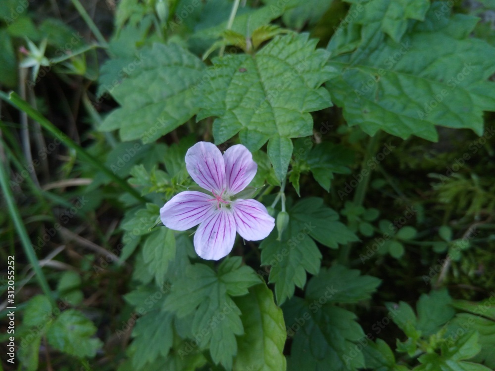 pink flower pink flower