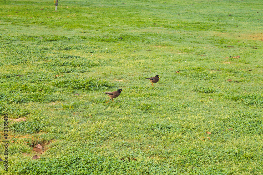 A pair of birds in park,lawn at winter foggy morning. A pair of birds in park,lawn at winter foggy morning.