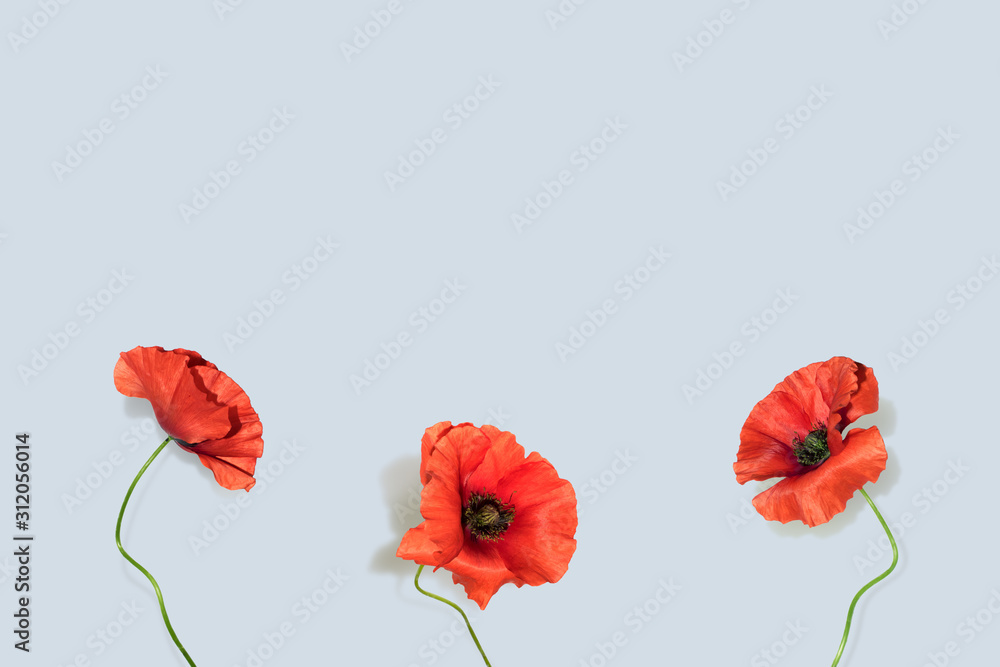 Obraz premium Poppies on blue. Flower composition