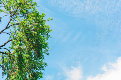 For insert text  Beautiful Trees branches  Green leaves frame on blue sky background   pattern on Chatuchak park  Bangkok  Thailand