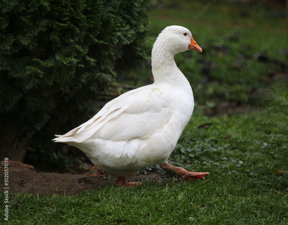 Closeup of white and grey adult geese on farm yard. Domestic goose live at beautiful animal farm Closeup of white and grey adult geese on farm yard. Domestic goose live at beautiful animal farm