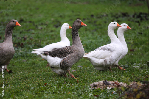 Closeup of white and grey adult geese on farm yard. Domestic goose live at beautiful animal farm © acceptfoto