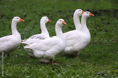 Closeup of white and grey adult geese on farm yard. Domestic goose live at beautiful animal farm