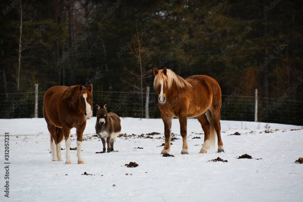 Fototapeta premium Konie na kanadyjskiej farmie zimą