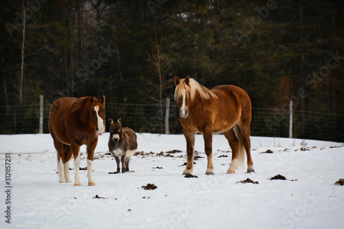 Horses in a Canadian farm in the winter © Gilles Rivest