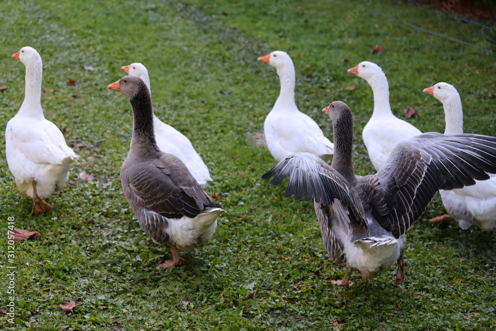 A flock of domestic white geese walk across a rural poultry yard. Home goose geese on poultry farm farmyard autumnal weather A flock of domestic white geese walk across a rural poultry yard. Home goose geese on poultry farm farmyard autumnal weather