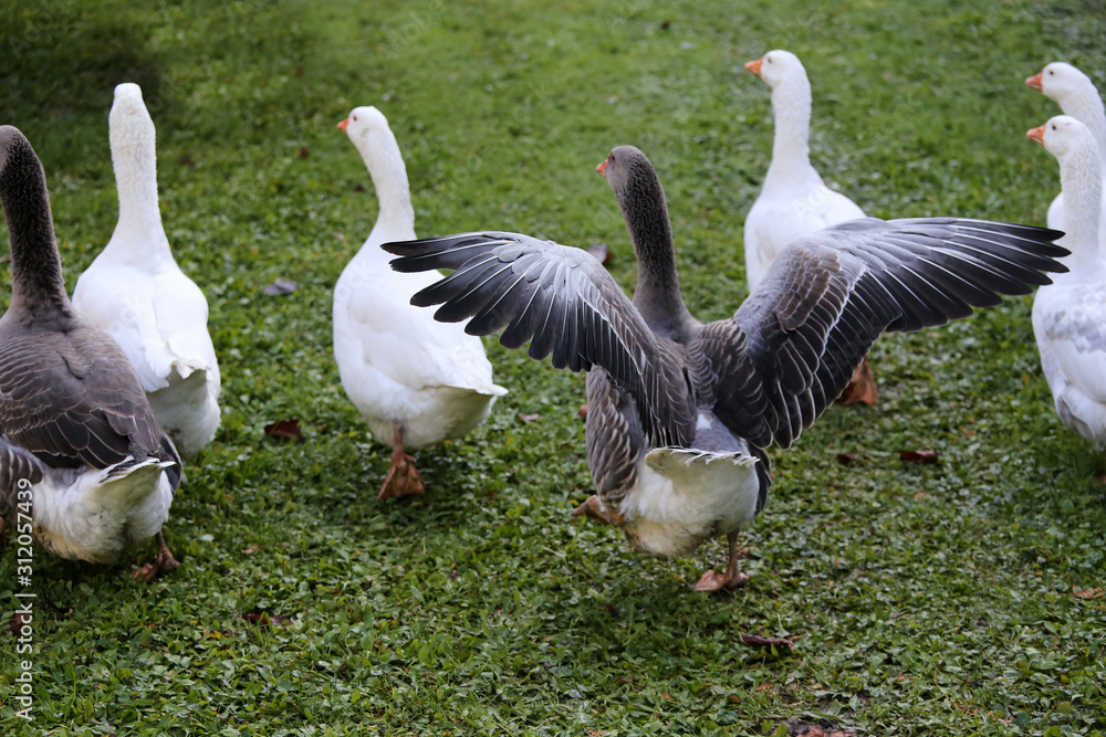 Obraz premium A flock of domestic white geese walk across a rural poultry yard. Home goose geese on poultry farm farmyard autumnal weather