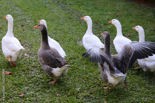 A flock of domestic white geese walk across a rural poultry yard.  Home goose geese on poultry farm farmyard autumnal weather