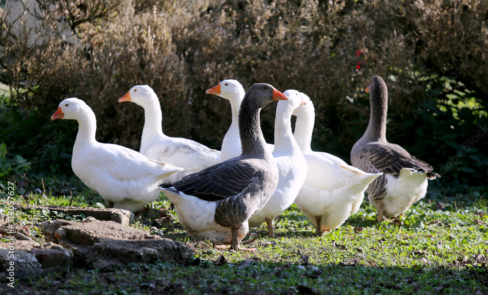 A flock of domestic white geese walk across a rural poultry yard. Home goose geese on poultry farm farmyard autumnal weather A flock of domestic white geese walk across a rural poultry yard. Home goose geese on poultry farm farmyard autumnal weather
