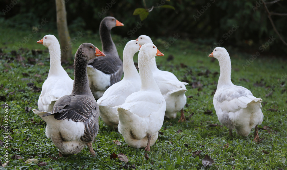 A flock of domestic white geese walk across a rural poultry yard. Home goose geese on poultry farm farmyard autumnal weather A flock of domestic white geese walk across a rural poultry yard. Home goose geese on poultry farm farmyard autumnal weather