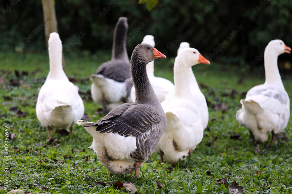 A flock of domestic white geese walk across a rural poultry yard. Home goose geese on poultry farm farmyard autumnal weather A flock of domestic white geese walk across a rural poultry yard. Home goose geese on poultry farm farmyard autumnal weather