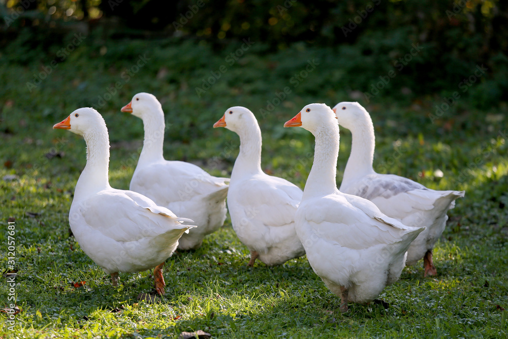 A flock of domestic white geese walk across a rural poultry yard. Home goose geese on poultry farm farmyard autumnal weather A flock of domestic white geese walk across a rural poultry yard. Home goose geese on poultry farm farmyard autumnal weather
