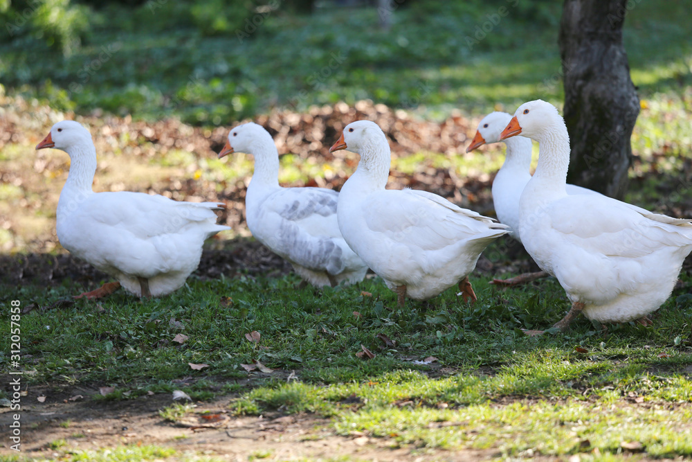 A flock of domestic white geese walk across a rural poultry yard. Home goose geese on poultry farm farmyard autumnal weather A flock of domestic white geese walk across a rural poultry yard. Home goose geese on poultry farm farmyard autumnal weather