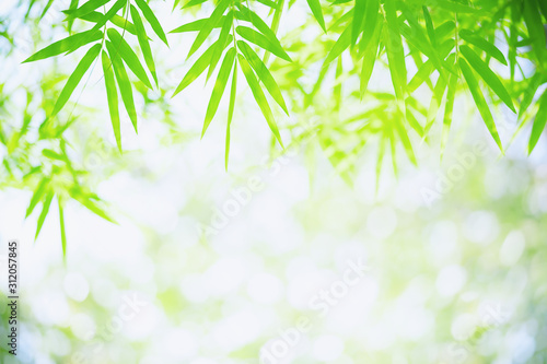 Fototapeta Naklejka Na Ścianę i Meble -  Bamboo leaves, Green leaf on blurred greenery background. Beautiful leaf texture in sunlight. Natural background. close-up of macro with free space for text.