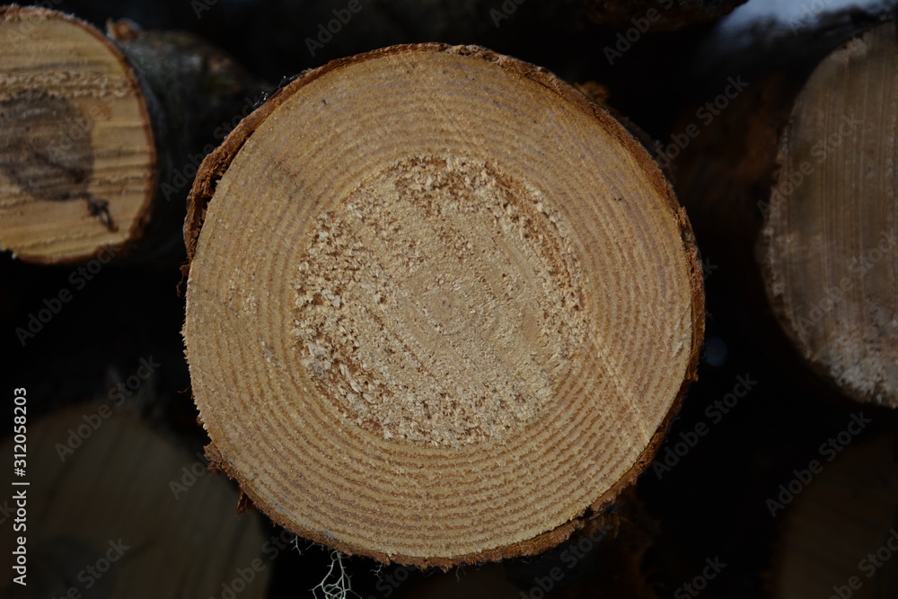 Billes de bois d'érable en forêt canadienne Billes de bois d'érable en forêt canadienne