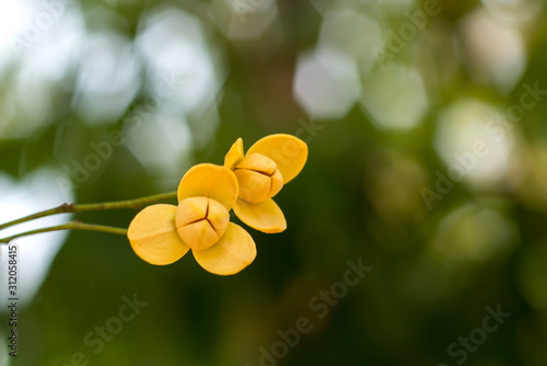 Close up Tropical yellow flower  Melodorum fruticosum on blurred background.Fragrant flowers.White cheesewood  Devil tree .Photo select focus. photo