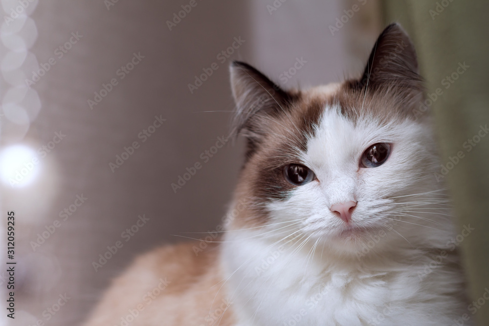 Portrait of a fluffy white blue-eyed cat with brown ears, which sits on the window, squints and looks out into the distance