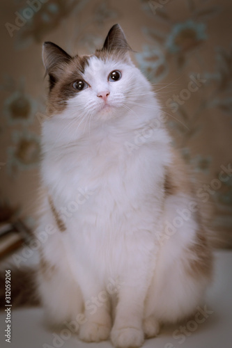 Fluffy white cat with brown ears and tail sits on the table on the background of wallpaper with a floral print and somewhere interested looks