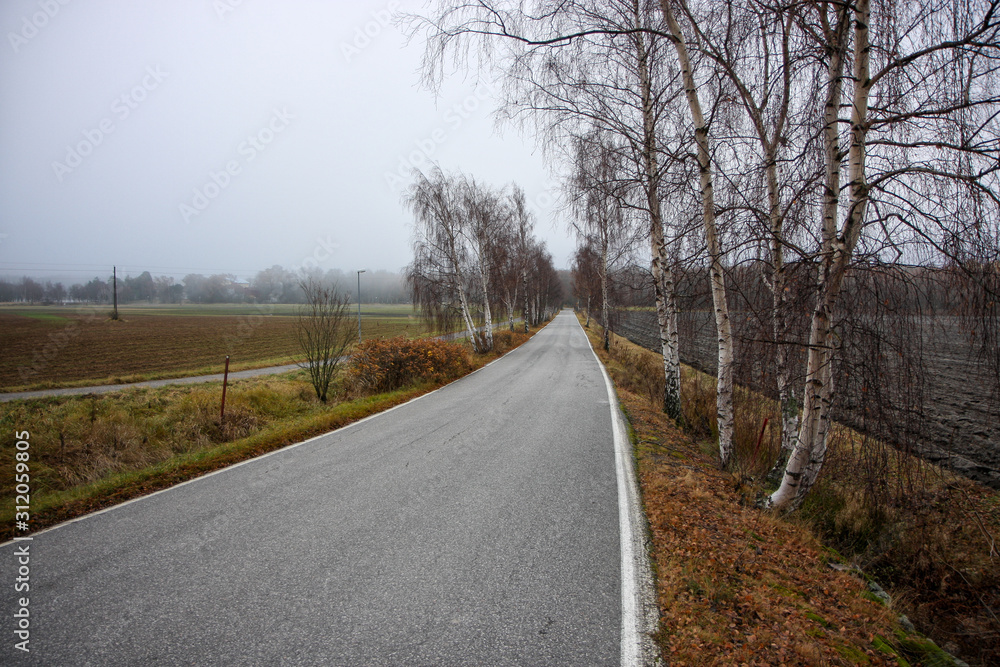 Fototapeta premium The trees have lost their colorful leaves in the fall. Winter is coming.
