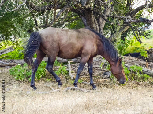 Horses walk in line with a shrinking river. The life of horses