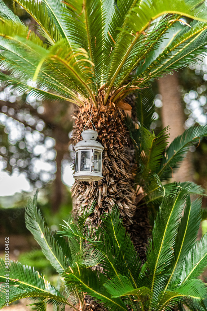 old lantern hangs on palm in garden