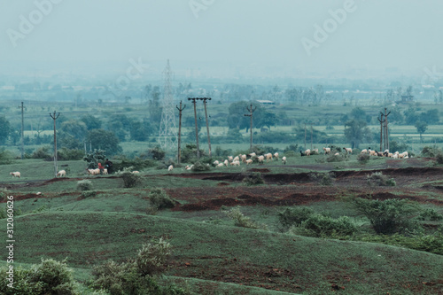 View of the grassland at Wankaner, Gujarat, India