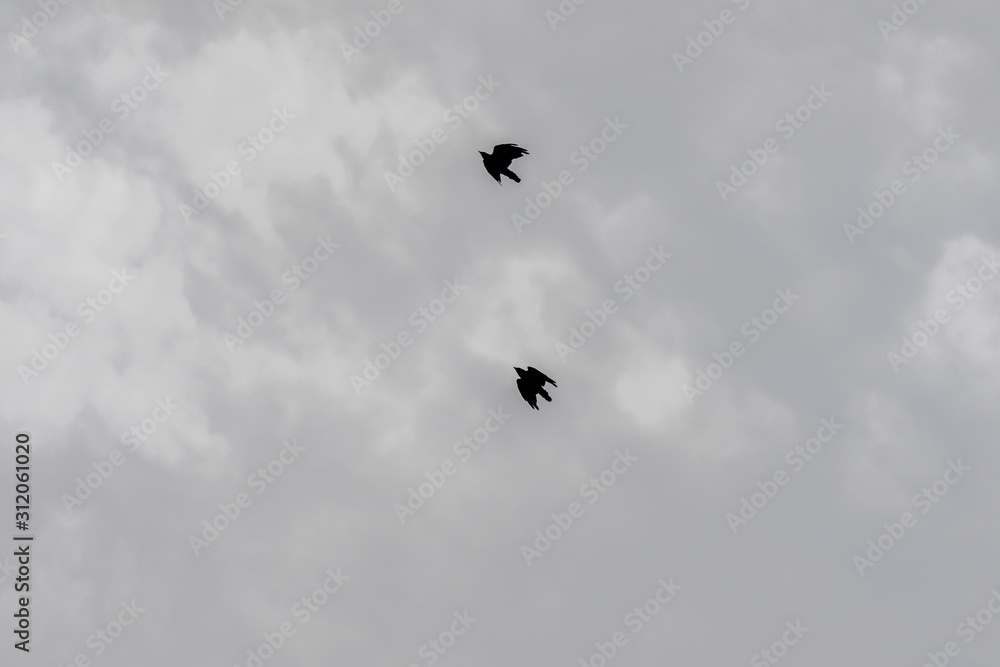 Fototapeta premium Silhouette of a bird against a grey cloudy sky. Bird silhouette in the sky.