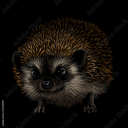 Hedgehog. Artistic, color, drawn portrait of a hedgehog on a black background.