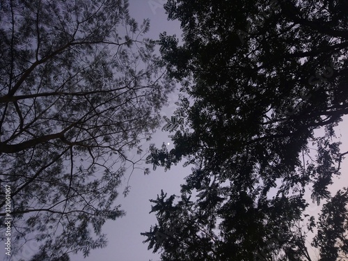 silhouette of tree in winter