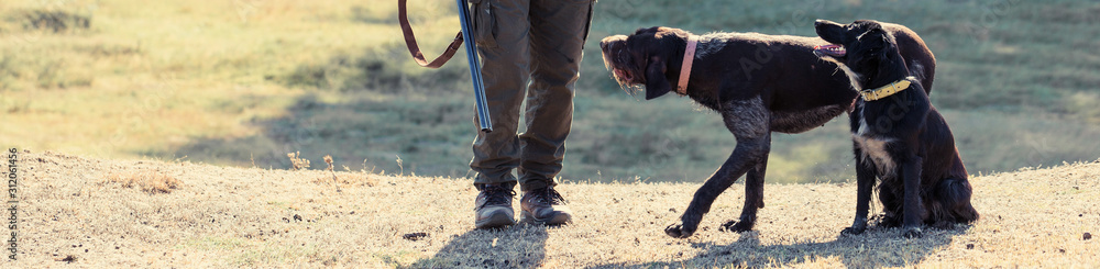 Silhouette of a hunter with a gun in the reeds against the sun, an ambush for ducks with dogs Silhouette of a hunter with a gun in the reeds against the sun, an ambush for ducks with dogs