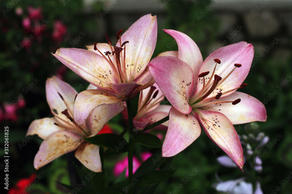 white-pink blooming lilies close-up
