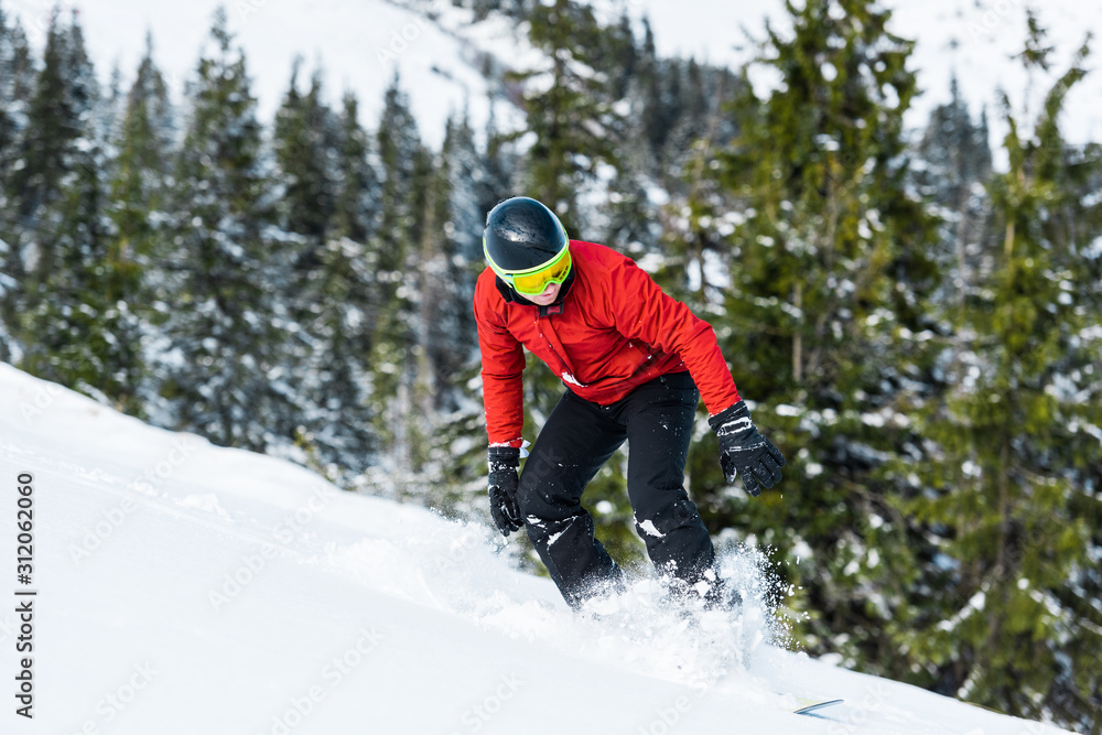 snowboarder in helmet riding on slope near green firs
