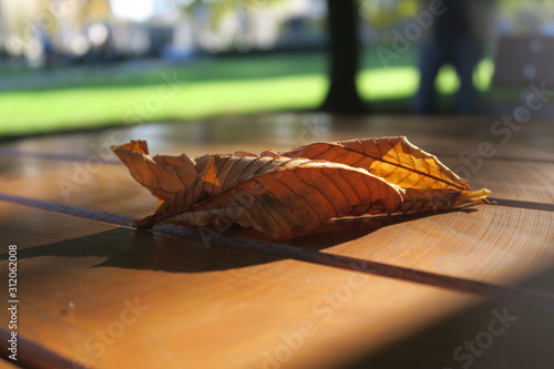 Welkes Blatt liegt auf einem Tisch im Park Maille in Esslingen photo