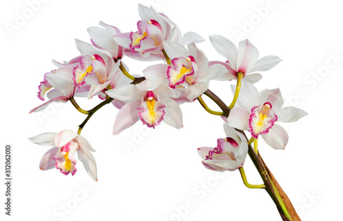 light pink and orange orchid flowers isolated on white background