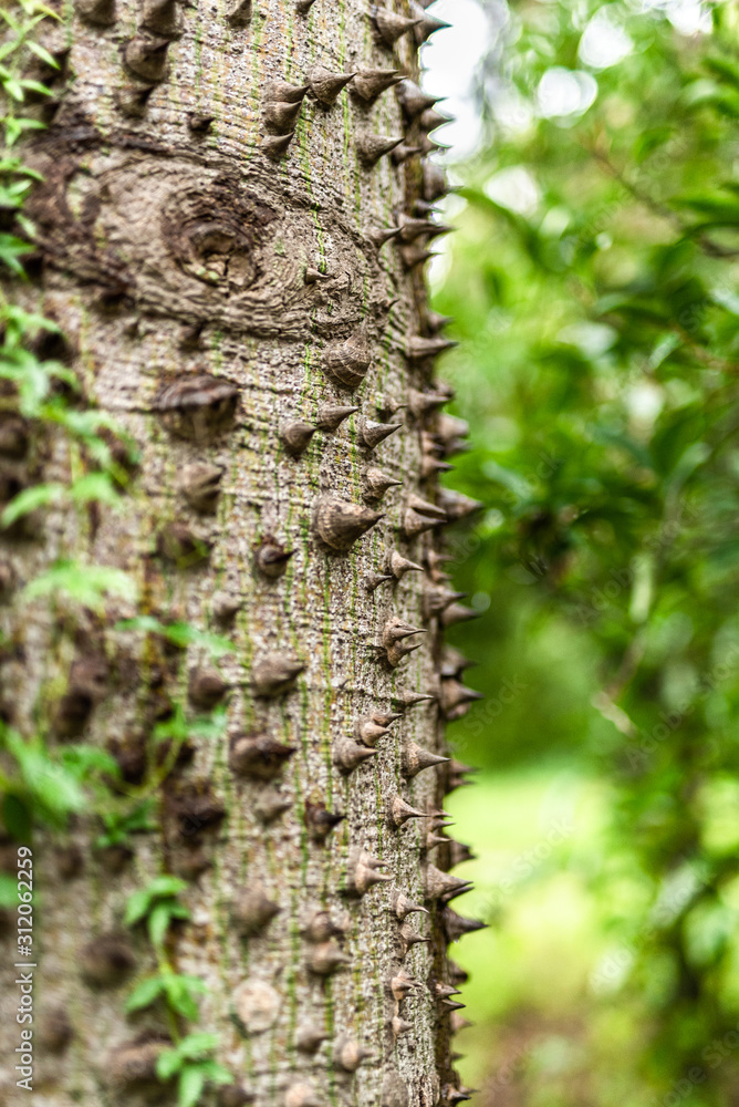 tree with spikes