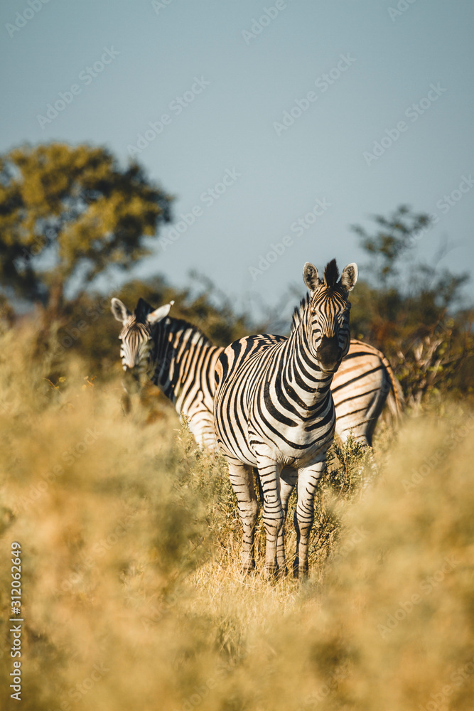 Obraz premium Okavango Delta Zebras