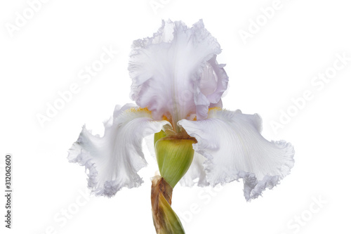 Fototapeta Naklejka Na Ścianę i Meble -  Delicate light lilac iris flower Isolated on a white background.