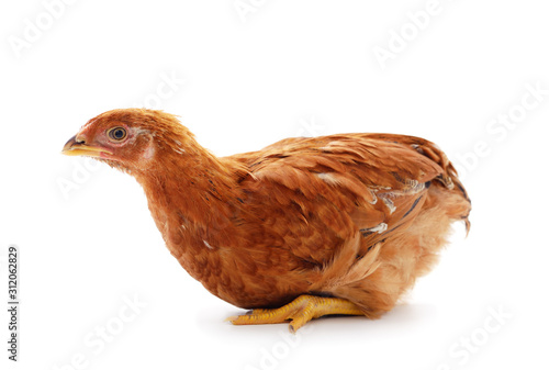 Small brown chicken.