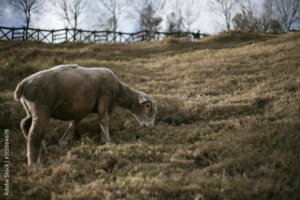 a cute sheep eating grass in farm at Taiwan a cute sheep eating grass in farm at Taiwan