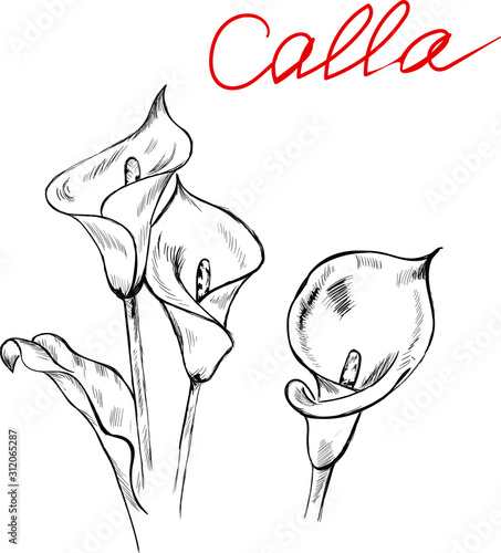 Foto hand drawn vector illustration of flowers , calla , sketch and lettering