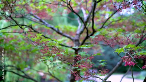 Tree at public park at Poland, wind moving leafs