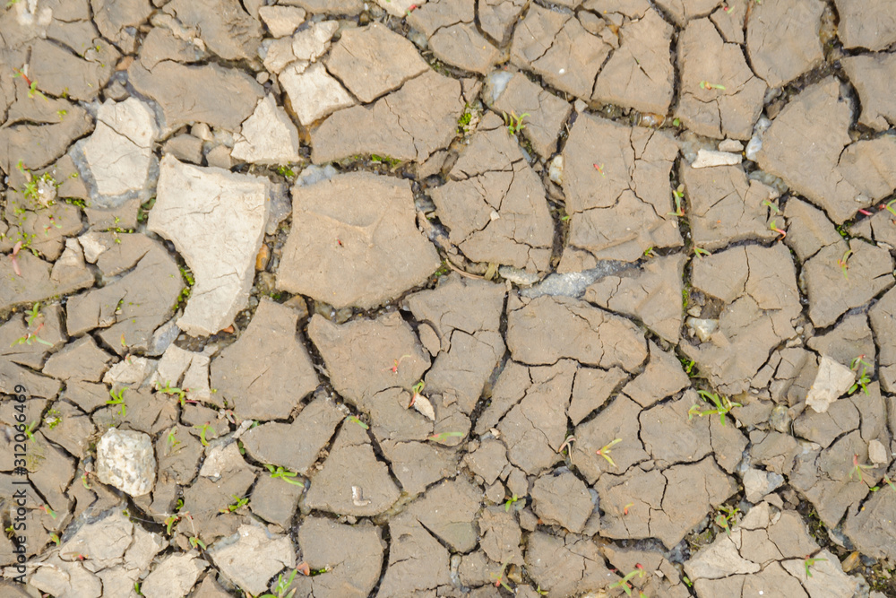 Fototapeta premium Grass among cracked dry earth