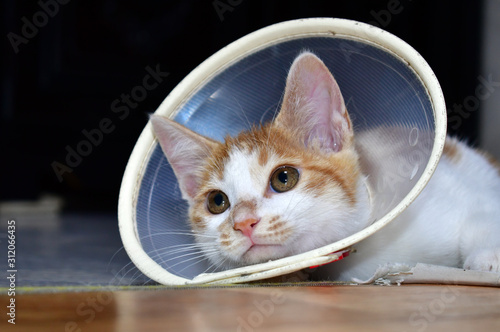 A cat under treatment