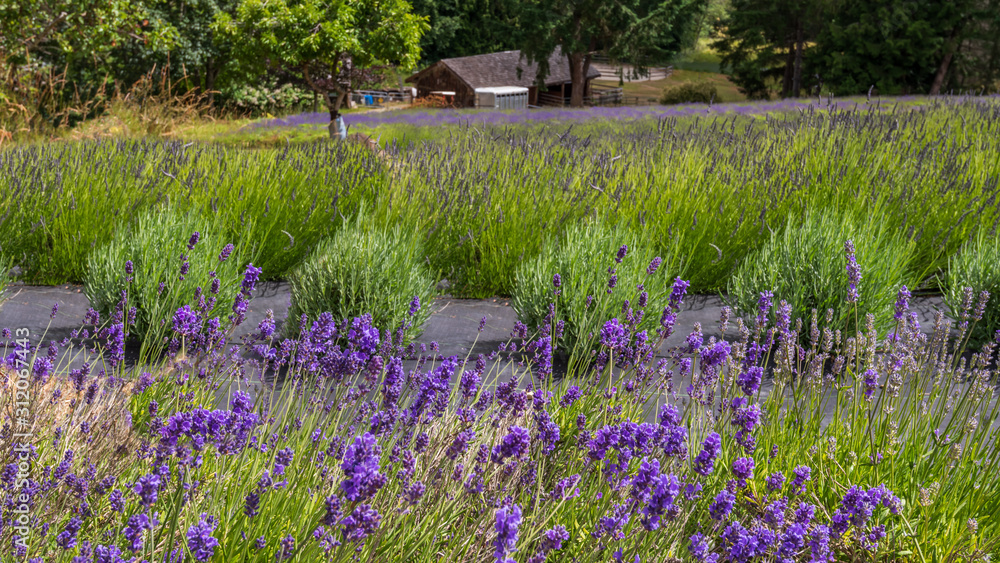 Lavender field at farm in Vancouver, Canada. Lavender field at farm in Vancouver, Canada.