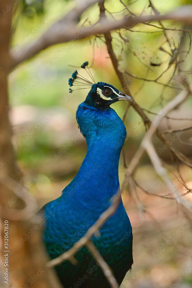 Obraz premium Amazing Peacock, Beautiful Colorful Bird Feather, Abstract Natural Background Beauty Of Wild Animal.