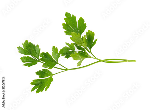 Parsley isolated on white background, Top view.