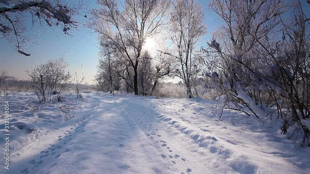 Falling snow in a winter park with snow covered trees, slow motion Falling snow in a winter park with snow covered trees, slow motion